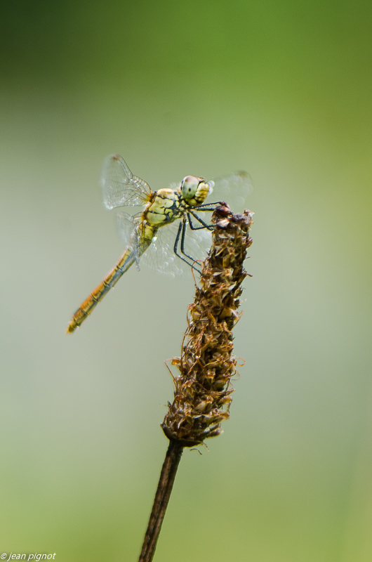 sympetrum mouillé 08 2019.jpg