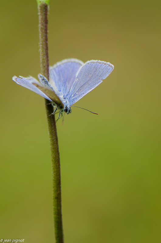 argus bleue 08 2019.jpg