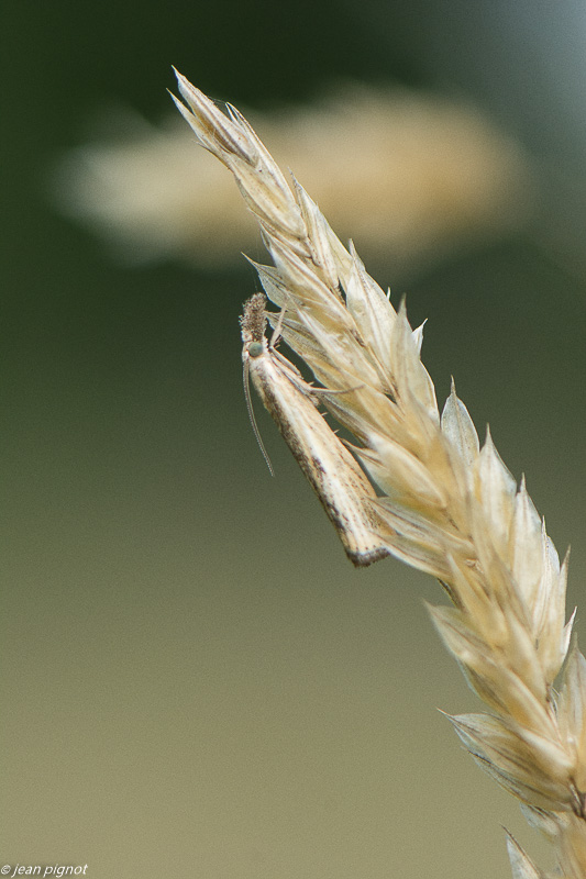 papillon  08 2019.jpg