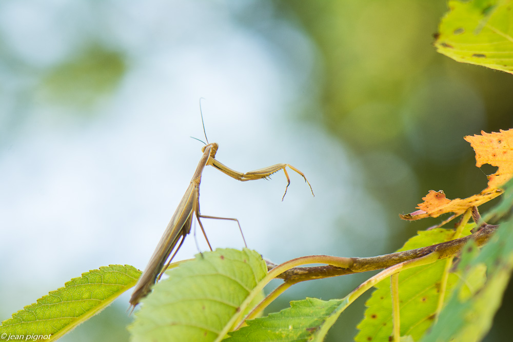 manthe religieuse fin 08 2019.jpg