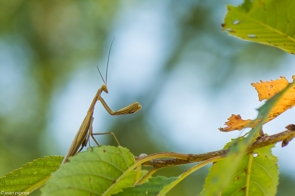 manthe religieuse fin 08 2019-2.jpg