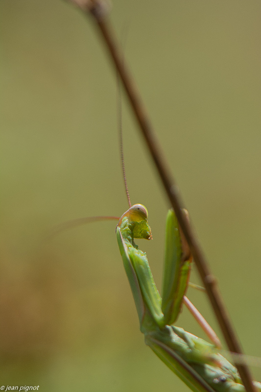 manthe religieuse 09 2019-2.jpg