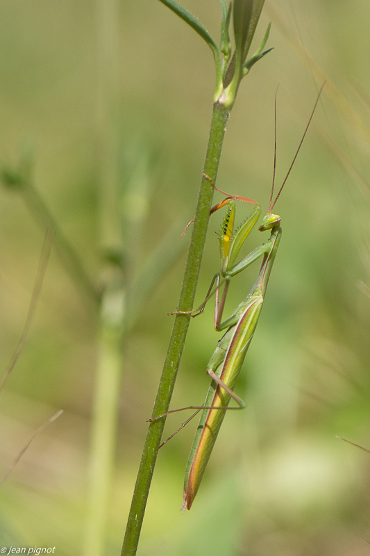 manthe religieuse 09 2019-4.jpg