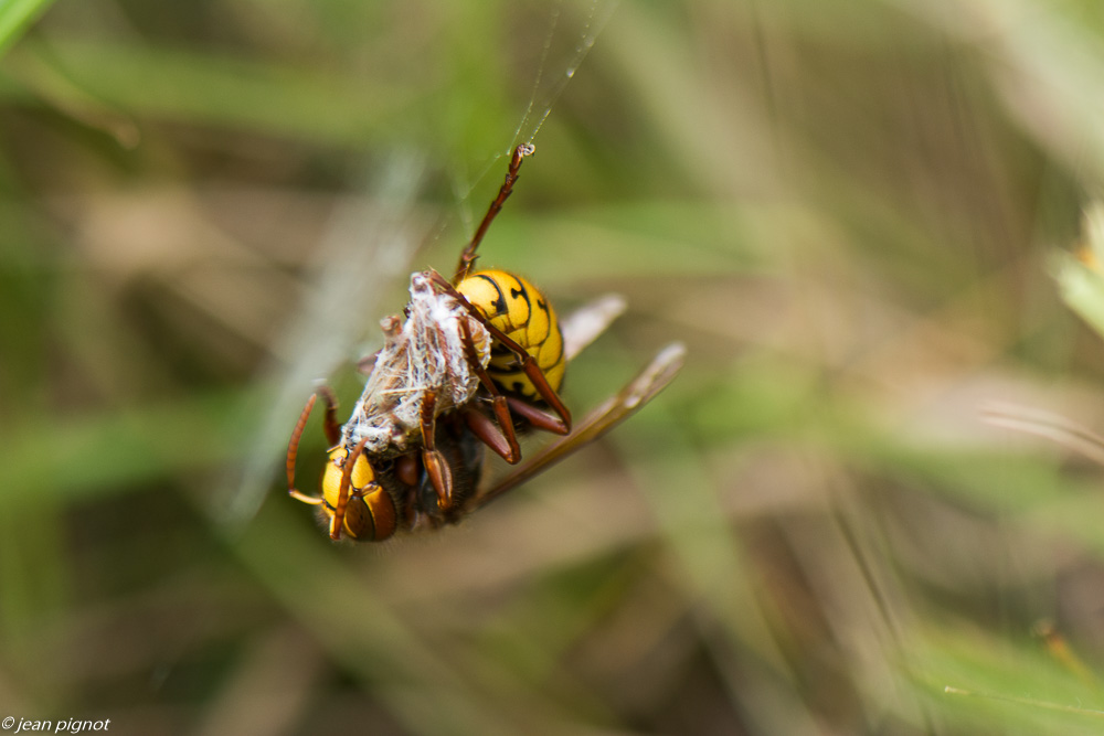 frelon voleur 09 2019.jpg