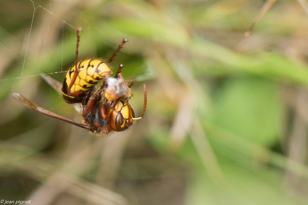 frelon voleur 09 2019-2.jpg