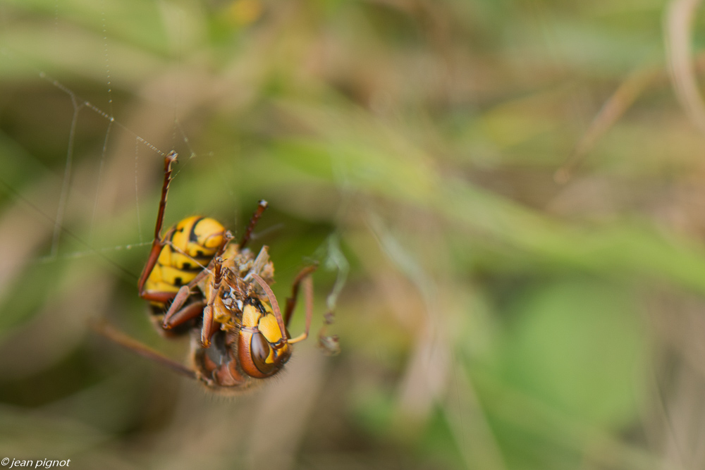 frelon voleur 09 2019-3.jpg