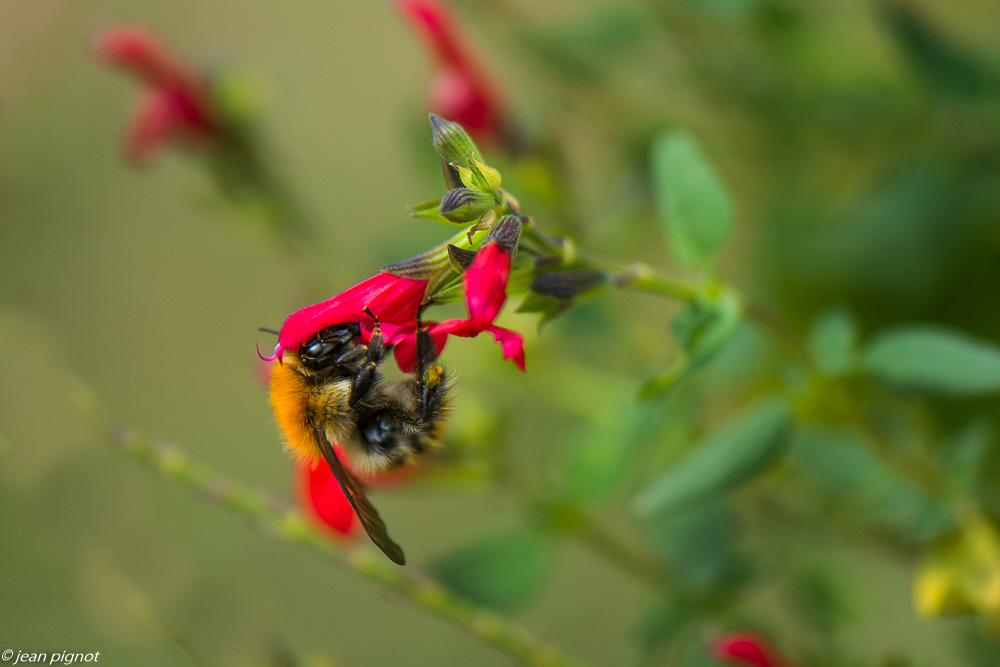 bourdon dans sauge 09 2019-2.jpg