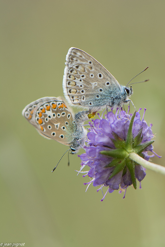 accouplement d azurés  09 2019.jpg