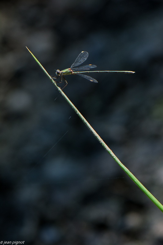 leste 09 2019-2.jpg