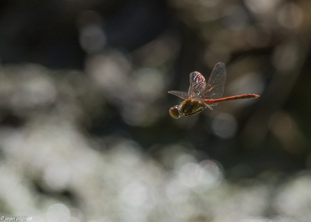 sympetrum en vol 09 2019-2.jpg