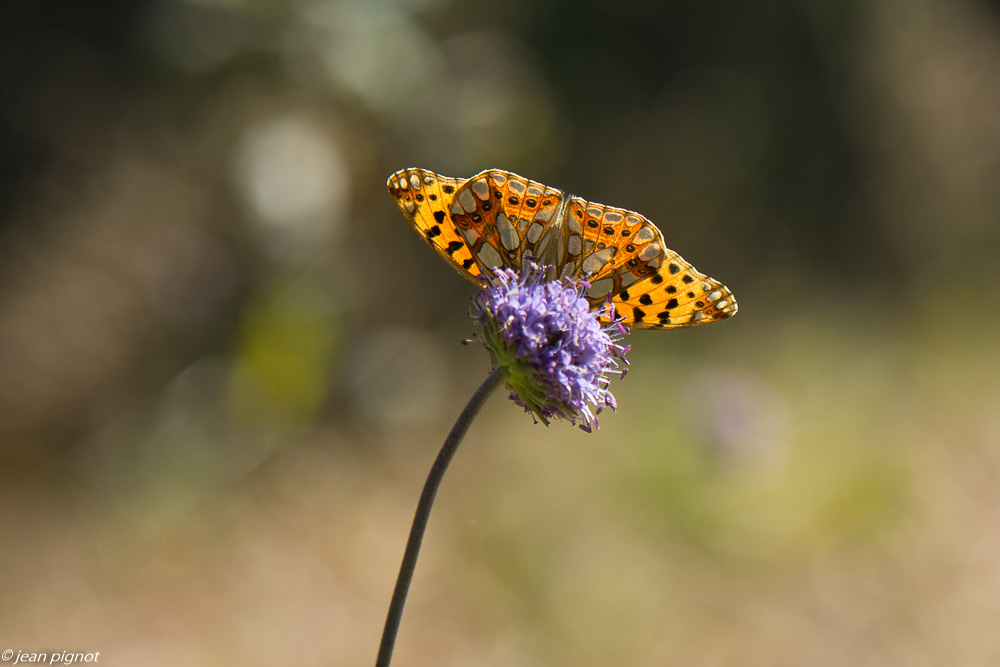 le petit nacré 09 2019.jpg