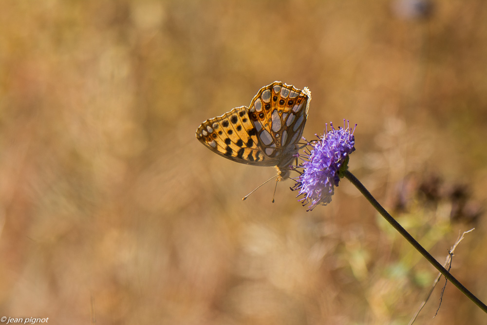 petit nacré 09 2019.jpg