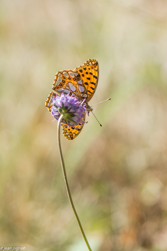 petit nacré 09 2019-3.jpg