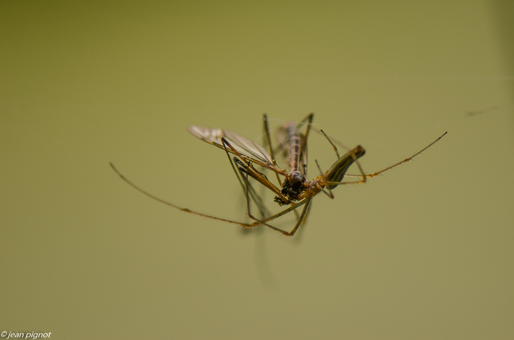 tetragnate et sa proie 09 2019.jpg
