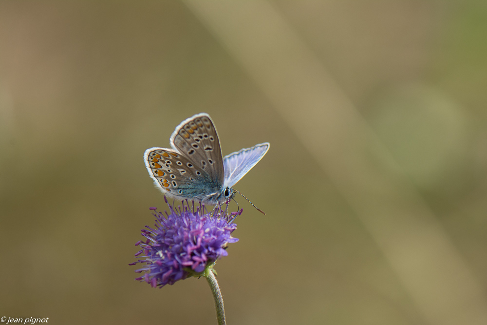 azure bleue l 09 2019.jpg