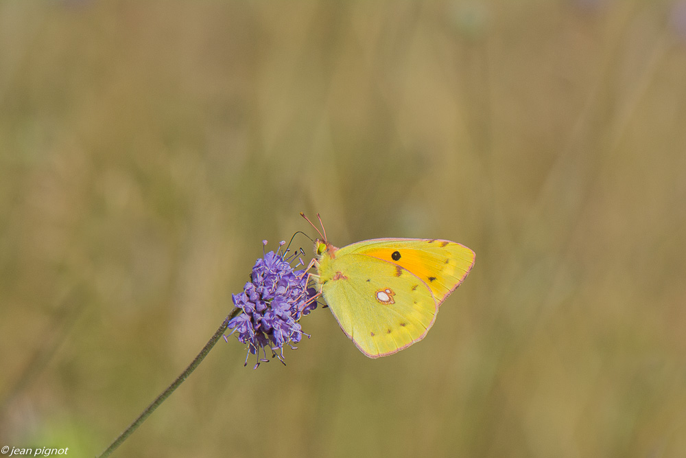 soufré 09 2019-2.jpg
