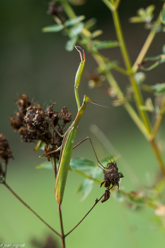 manthe religieuse 09 2019-5.jpg
