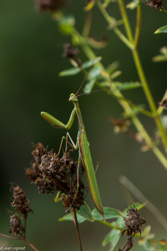 manthe religieuse 09 2019-6.jpg