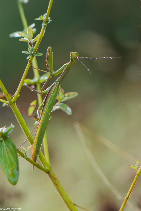 manthe religieuse 09 2019-8.jpg