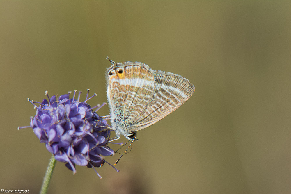 azuré porte queue  09 2019-2.jpg