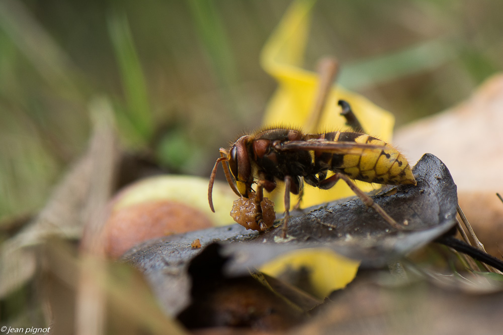 frelon sur poire 09 2019.jpg
