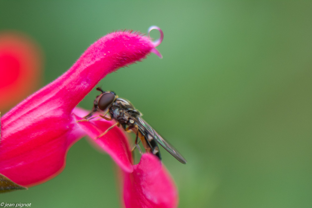 dans la sauje 09 2019-5.jpg