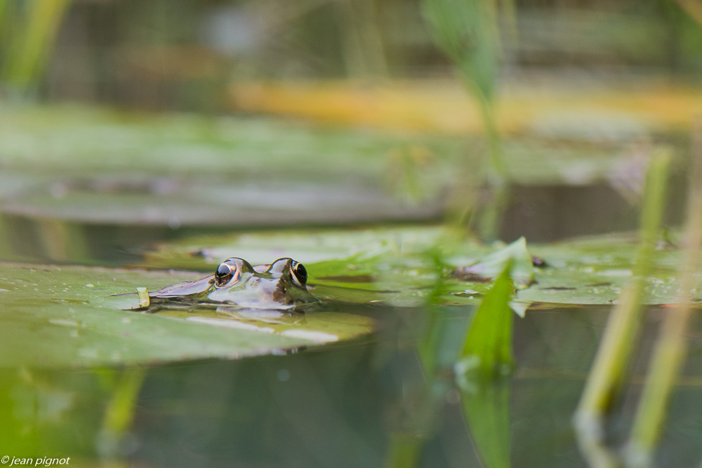 grenouille les rocherets  09 2019.jpg
