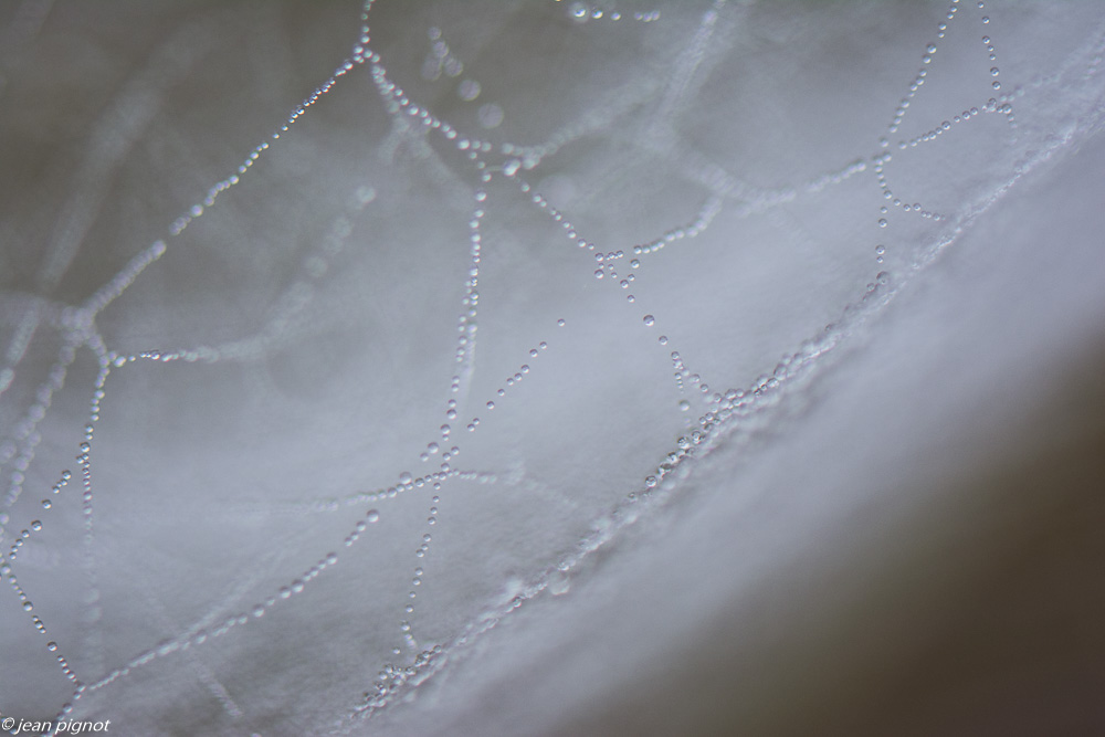 toile d araignée 10 2019.jpg