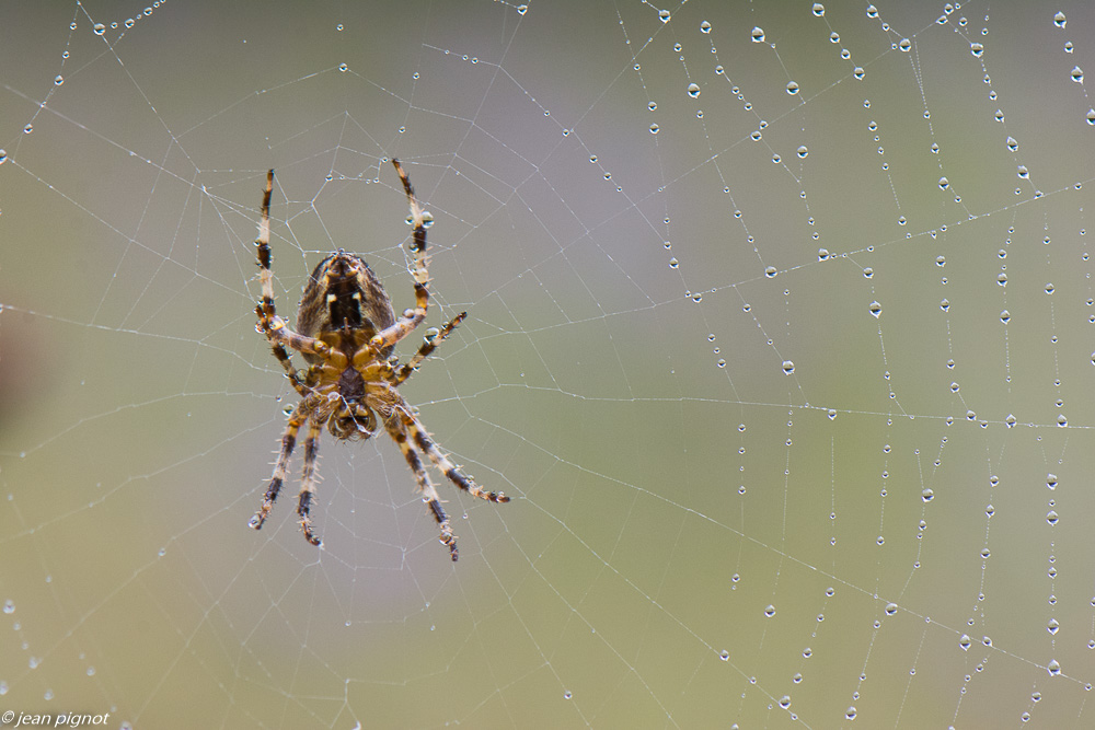 epeire diadéme 10 2019-2.jpg
