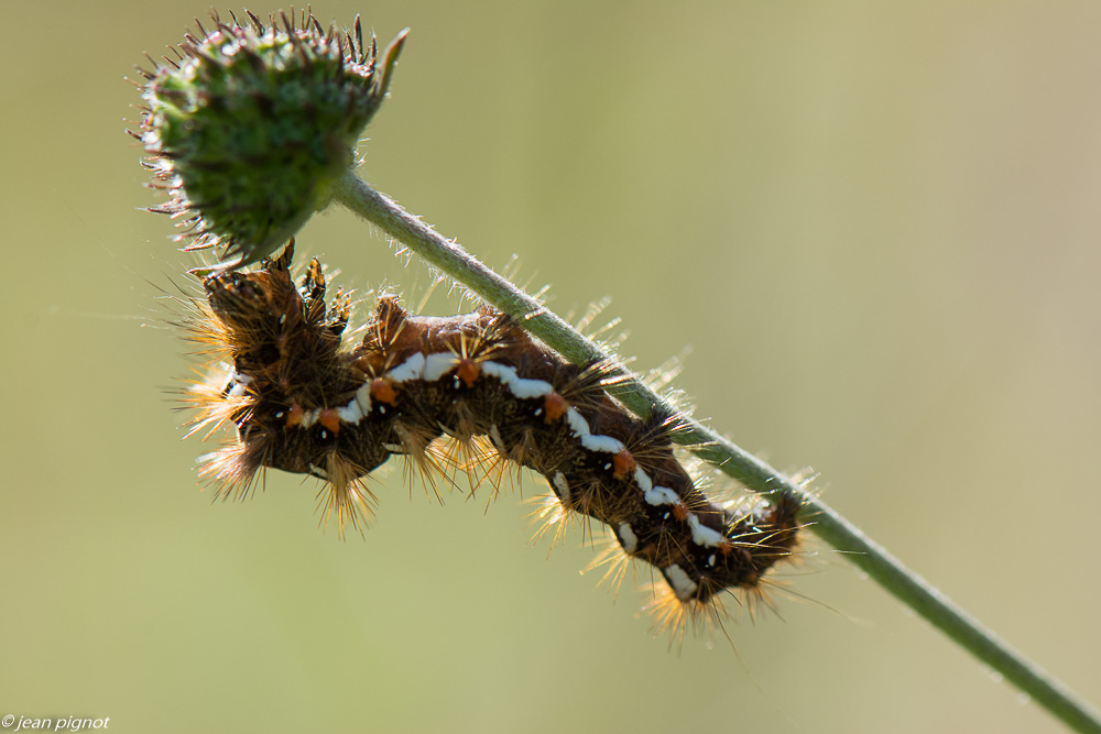 chenille du 10 2019.jpg
