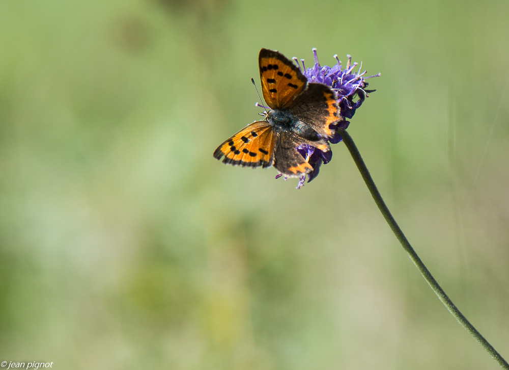 le bronzé scabieuses 10 2019-3.jpg