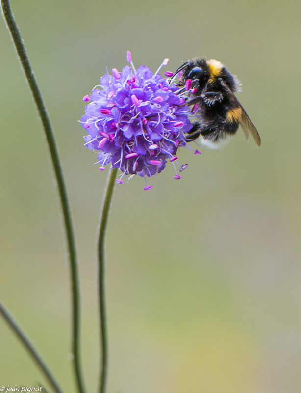 bourdon 10 2019.jpg