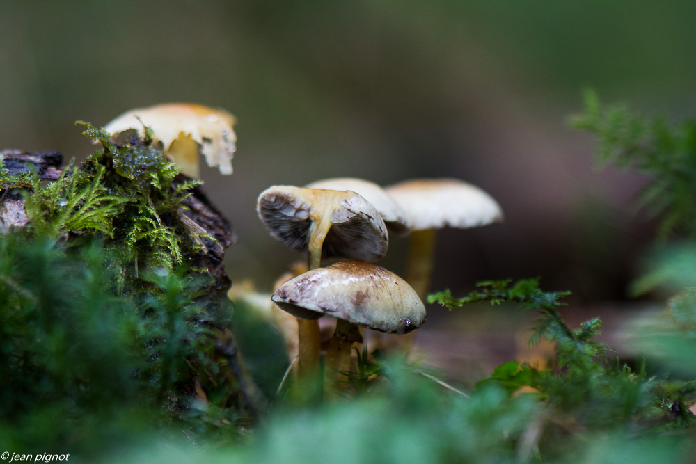 champignons 10 2019.jpg