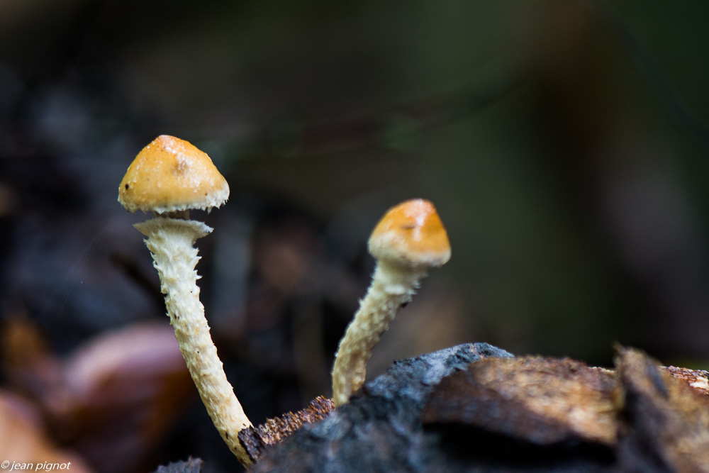 champignons 10 2019-2.jpg