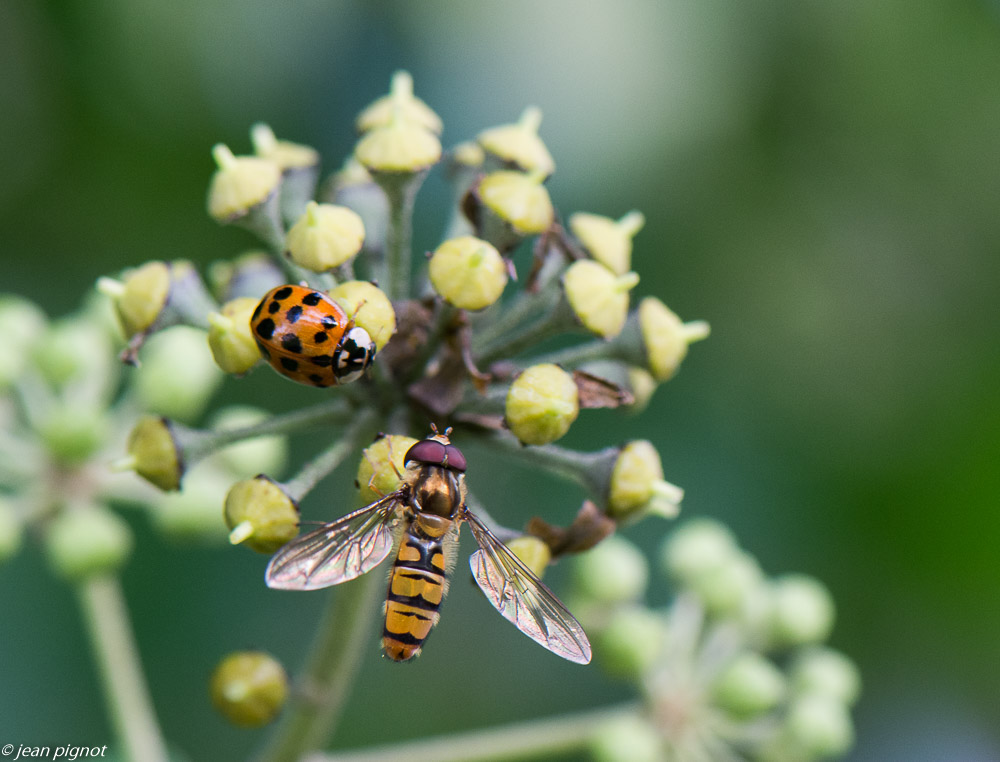 insectes du liérre 10 2019.jpg