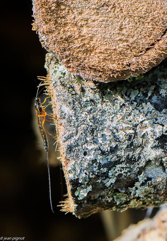 ichneumon 10 2019.jpg