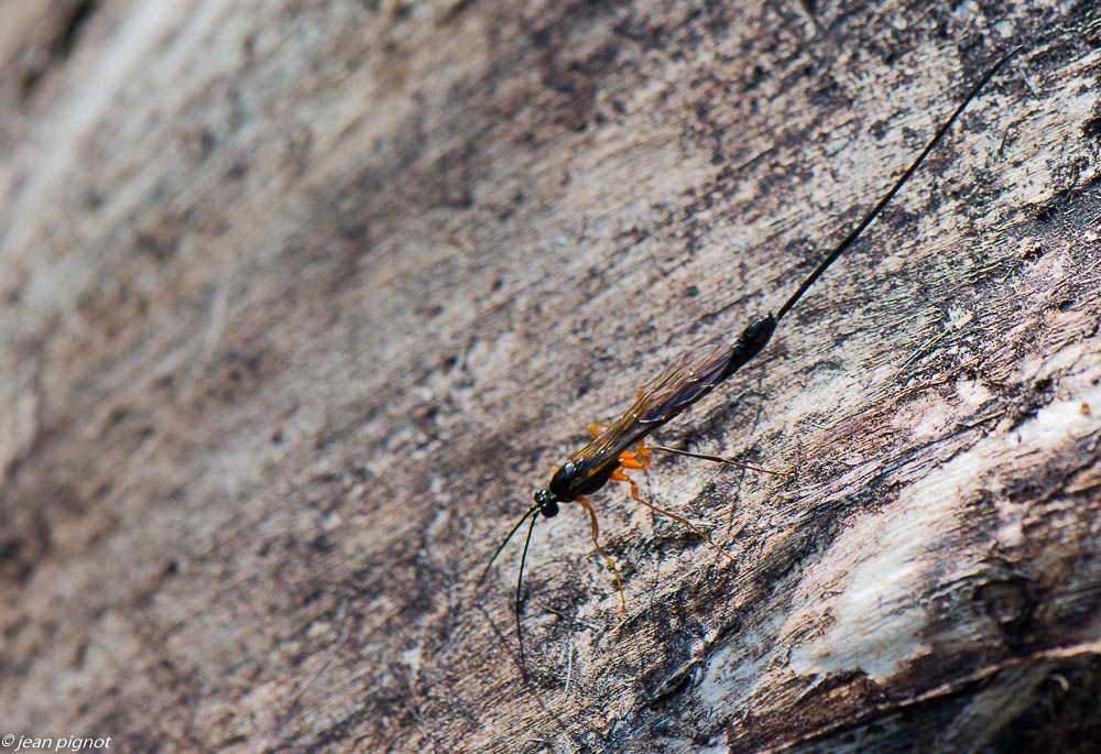 ichneumon 10 2019-2.jpg