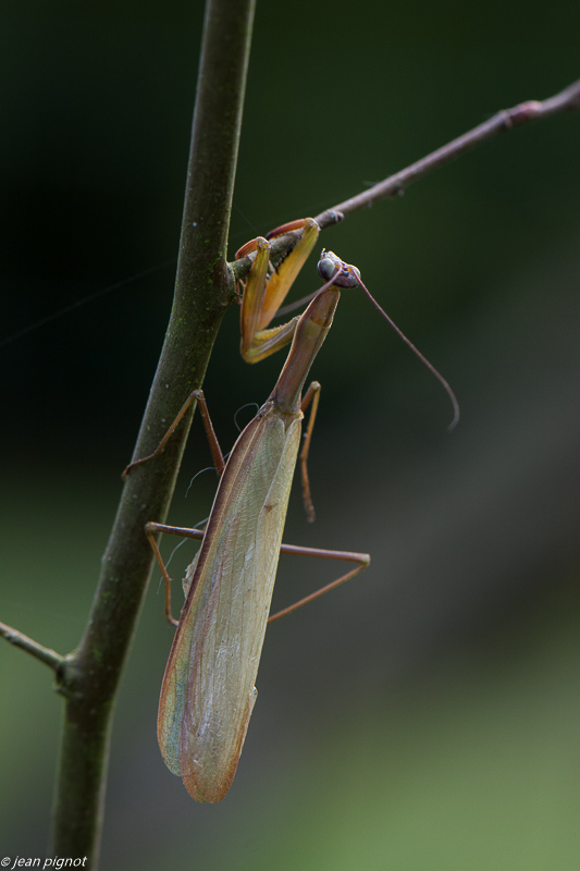 manthe d automne 10 2019-3.jpg