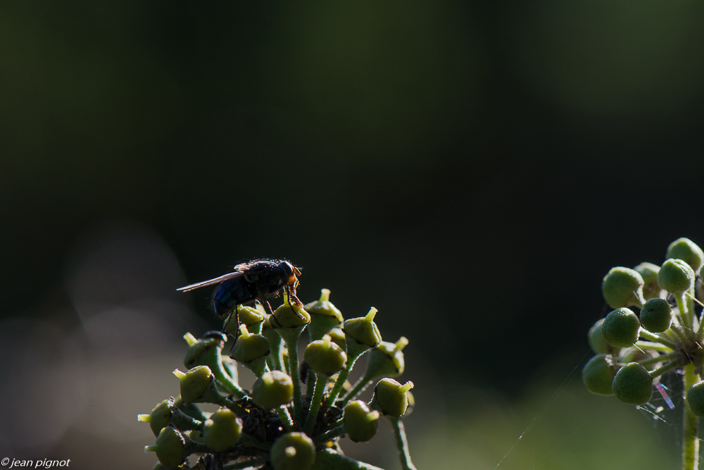 insecte liérre 10 2019.jpg