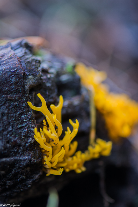 champignons 10 2019-4.jpg