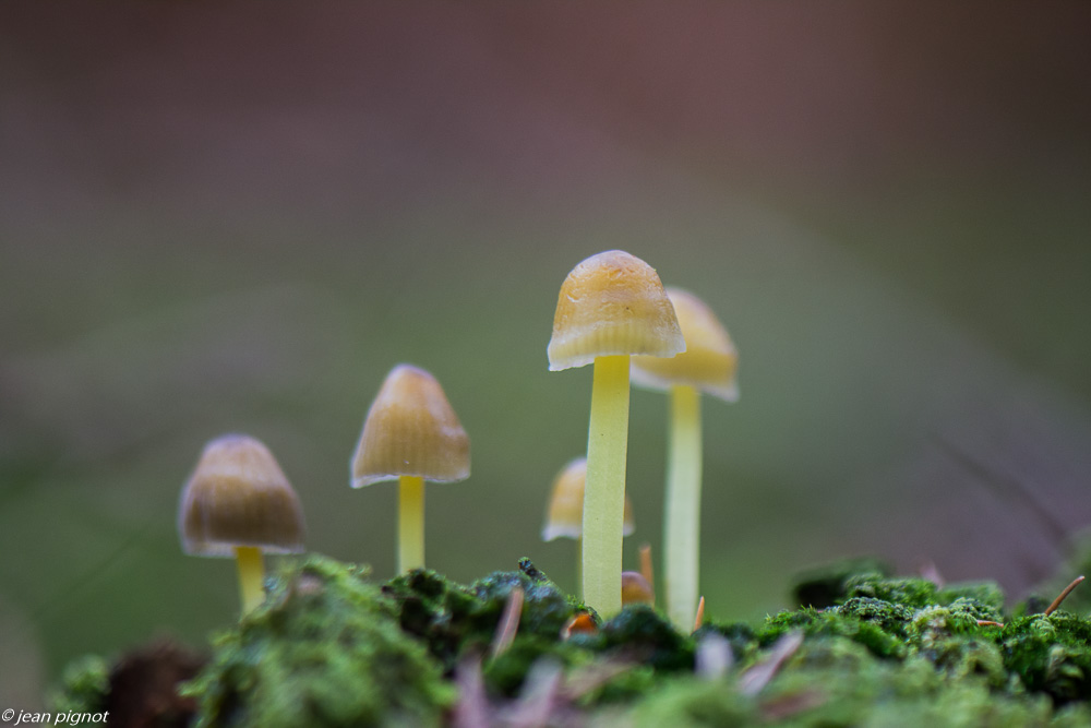champignons 10 2019-6.jpg