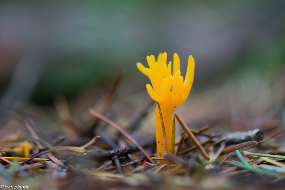 champignons 10 2019-7.jpg