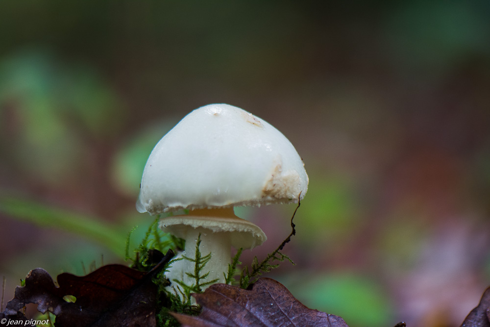 champignons  10 2019-11.jpg