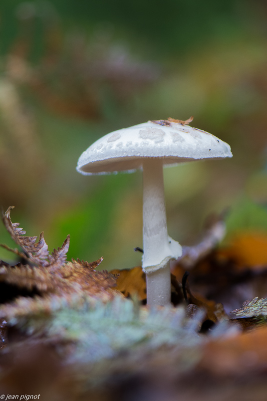 champignons 10 2019-8.jpg