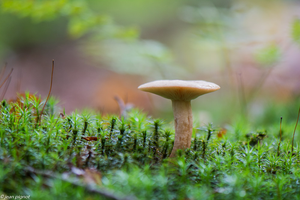 champignons 10 2019-9.jpg