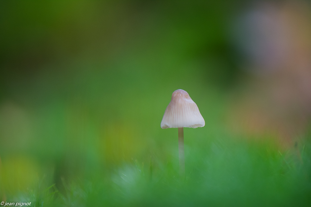 champignons 10 2019-10.jpg