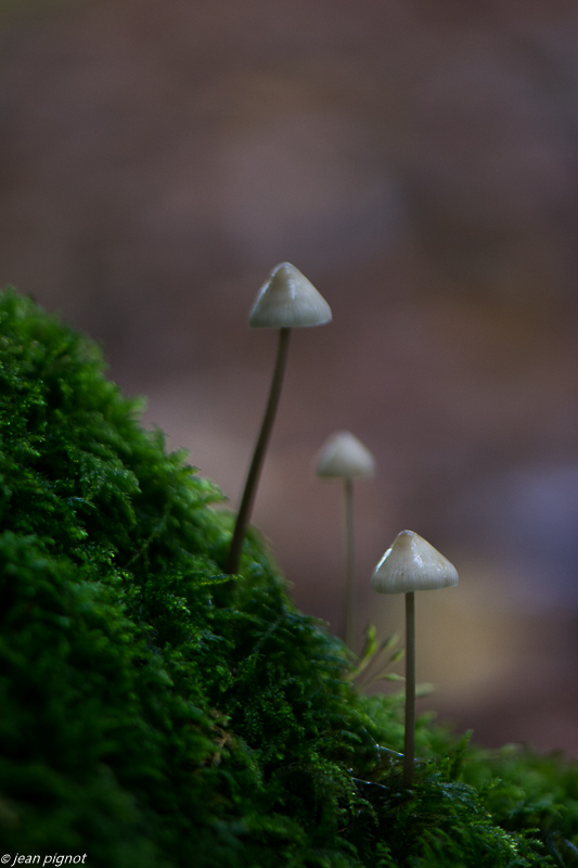 champignons 10 2019-12.jpg