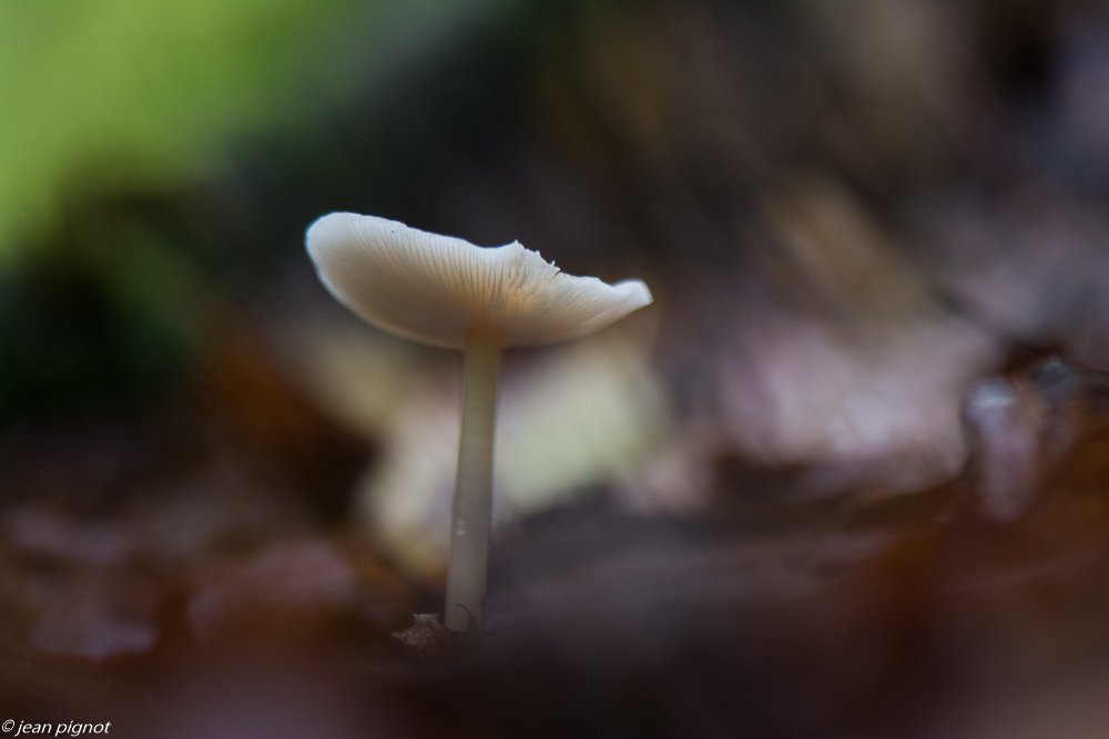 champignons 10 2019-13.jpg