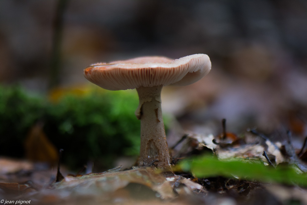 champignons 10 2019-14.jpg