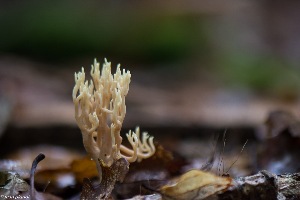 champignons 10 2019-15.jpg
